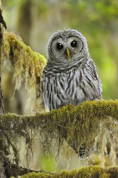 Barred Owl - owlet (only recently fledged) - in Olympic National Park Rain Forest - WA -USA - Summer _C3B4483