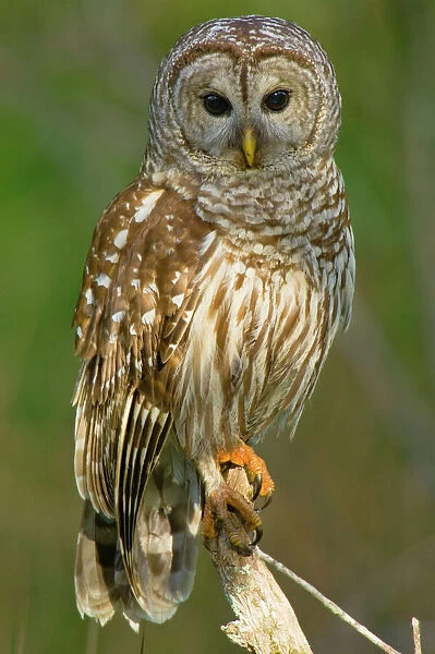 Barred Owl - On perch, Atchafalya River basin, Atchafalaya Swamp, Louisiana, North America _TPL4833