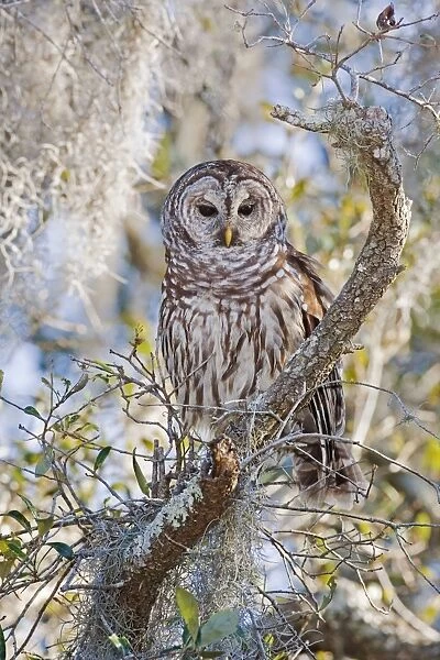 Barred Owl - in tree - Florida - USA - January