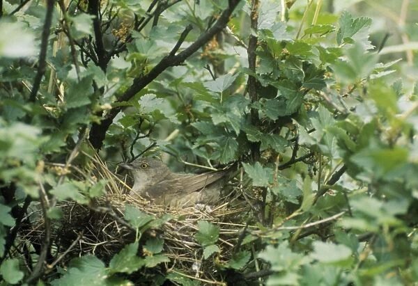 Barred Warbler - adult on the nest 