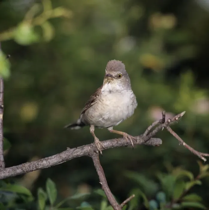 Framed Print : Barred Warbler - adult perched on a branch Framed Print : Barred Warbler - adult perched on a branch
