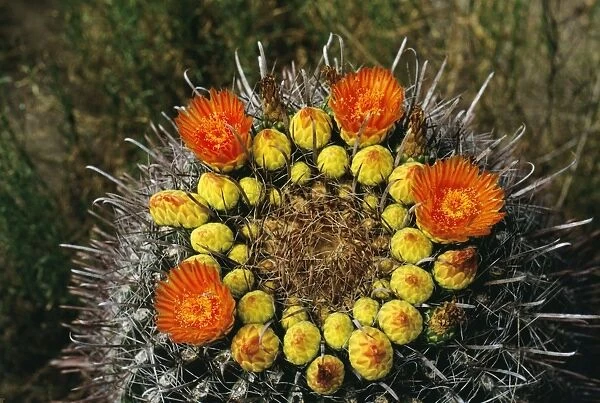 Barrel Cactus - in bloom Arizona, USA