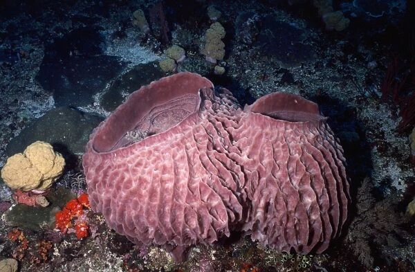 Barrel Sponge Indonesia