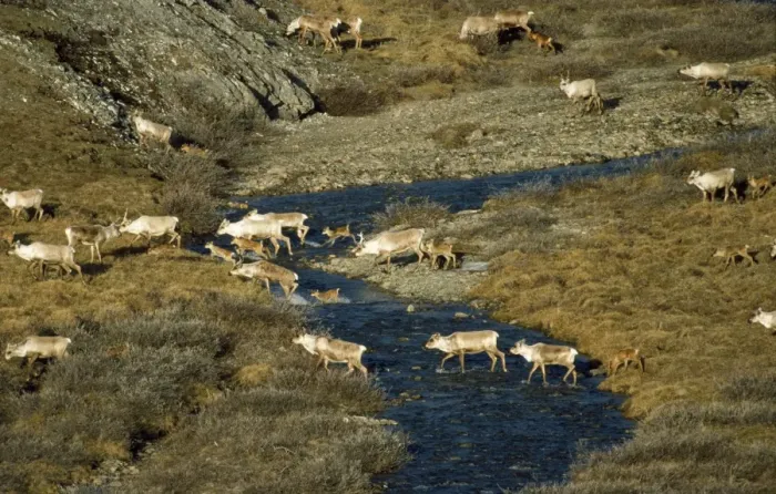 Framed Print : Barren Ground Caribou / Reindeer Arctic National Wildlife Refuge Framed Print : Barren Ground Caribou / Reindeer Arctic National Wildlife Refuge