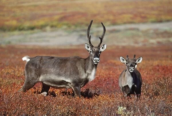 Barren Ground Caribou  /  Reindeer - cow & calf