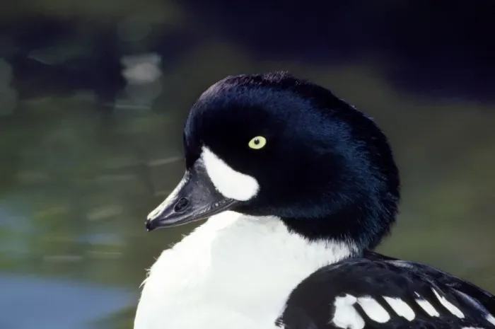 Framed Print : Barrow's Goldeneye Duck Framed Print : Barrow's Goldeneye Duck