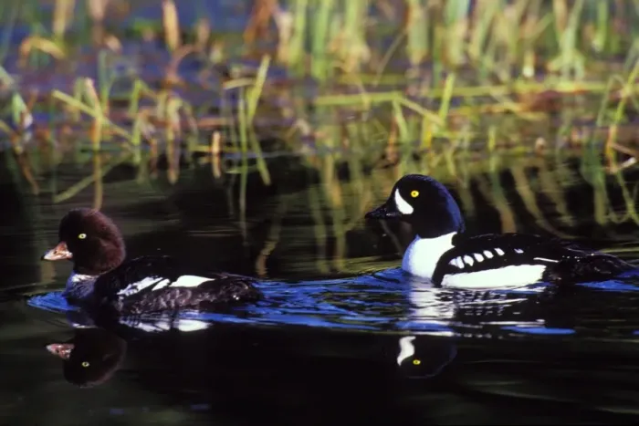 Framed Print : Barrow's Goldeneye duck pair BD632 Framed Print : Barrow's Goldeneye duck pair BD632