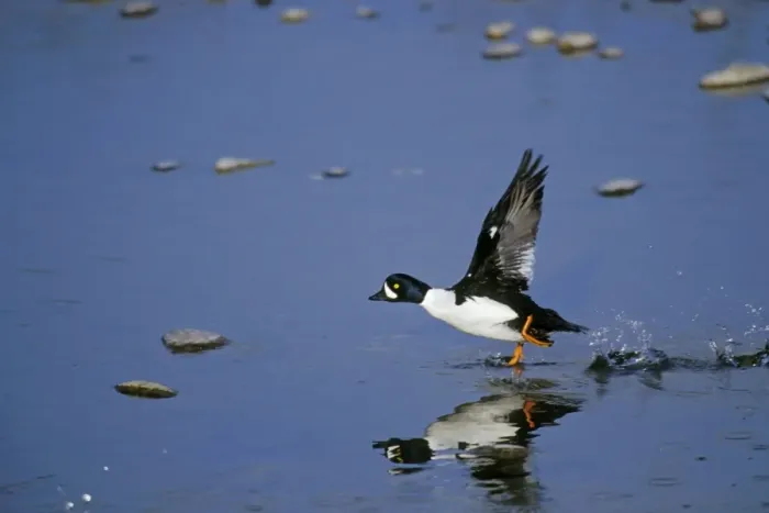 Framed Print : Barrow's Goldeneye - male taking off. Spring. Grand Teton National Park, Wyoming, Northern Rockies. USA bd718 Framed Print : Barrow's Goldeneye - male taking off. Spring. Grand Teton National Park, Wyoming, Northern Rockies. USA bd718