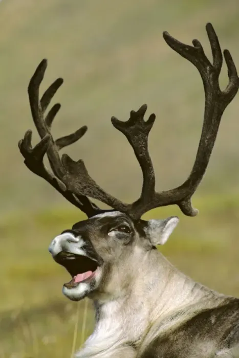 Framed Print : Barrren Ground Caribou - bull yawning Alaska MJ62