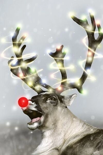 Barrren Ground Caribou  /  Reindeer - Rudolph the red-nosed Reindeer. Alaska MJ62 Digital Manipulation: red nose, lights, falling snow & background