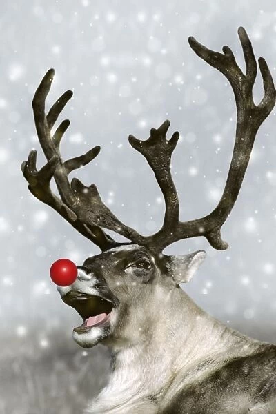 Barrren Ground Caribou  /  Reindeer - Rudolph the red-nosed Reindeer. Alaska Digital Manipulation: red nose, falling snow & background