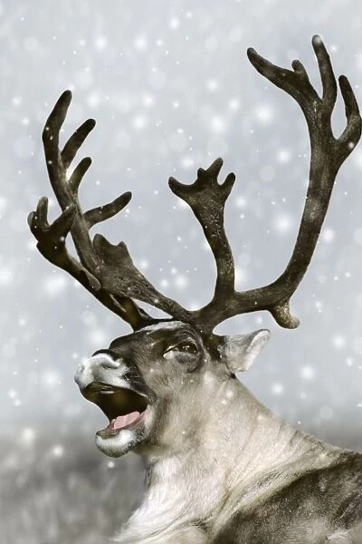 Barrren Ground Caribou  /  Reindeer - Rudolph the red-nosed Reindeer. Alaska Digital Manipulation: falling snow & background