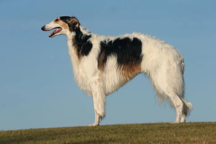 Framed Print : BARZOI. Borzoi dog outdoors