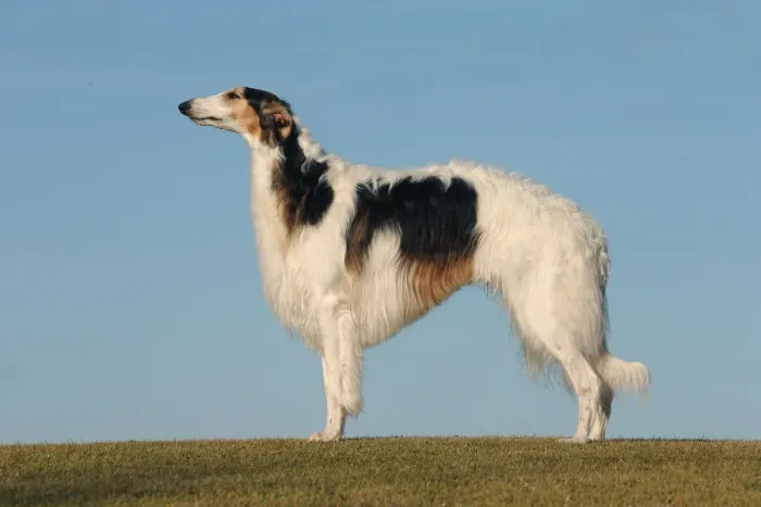 Framed Print : BARZOI. Borzoi dog outdoors Framed Print : BARZOI. Borzoi dog outdoors