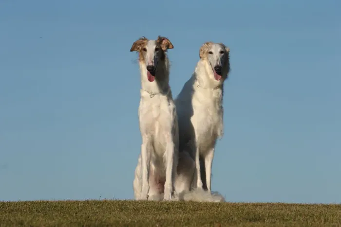 Framed Print : BARZOI. Two Borzoi dogs outdoors Framed Print : BARZOI. Two Borzoi dogs outdoors