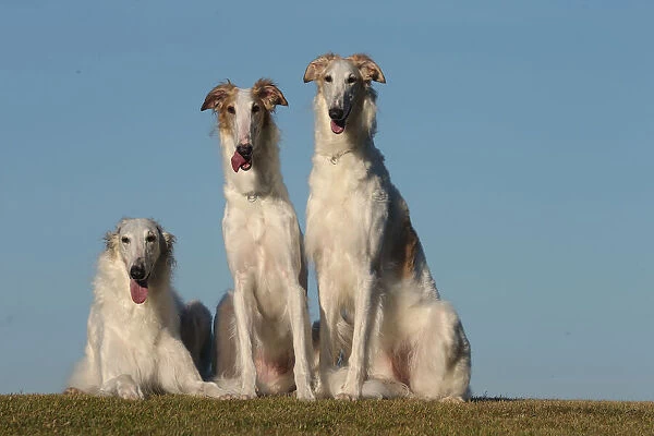 BARZOI. Three Borzoi dogs outdoors