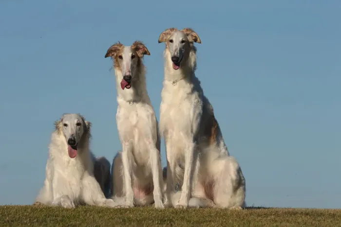 Framed Print : BARZOI. Three Borzoi dogs outdoors Framed Print : BARZOI. Three Borzoi dogs outdoors