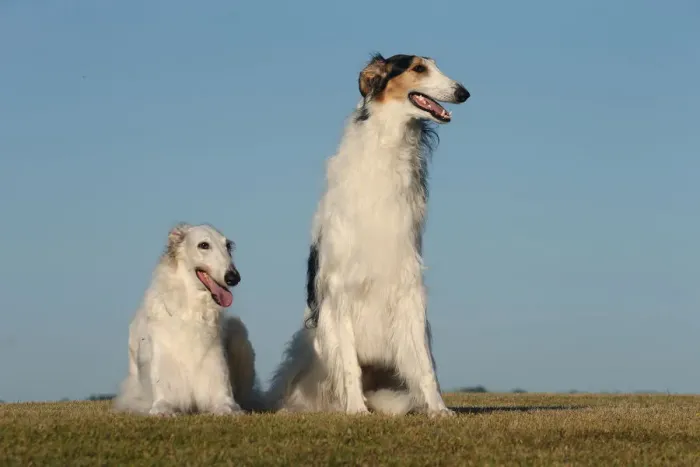 Framed Print : BARZOI. Borzoi dog outdoors Framed Print : BARZOI. Borzoi dog outdoors
