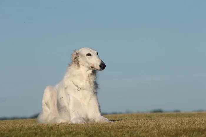 Framed Print : BARZOI. Borzoi dog outdoors Framed Print : BARZOI. Borzoi dog outdoors