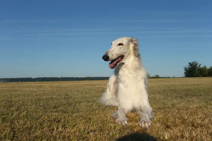 Framed Print : BARZOI. Borzoi dog outdoors Framed Print : BARZOI. Borzoi dog outdoors