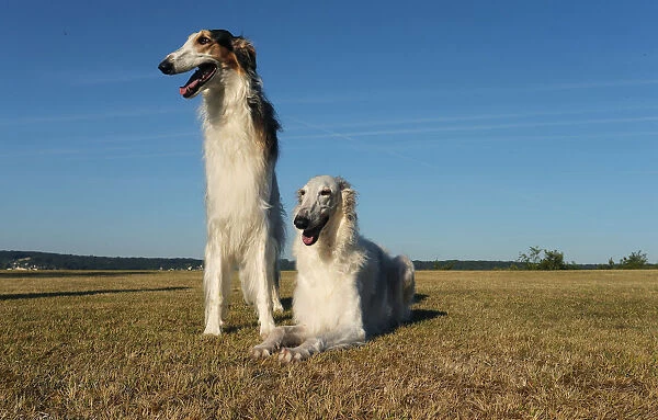 BARZOI. Two Borzoi dogs outdoors