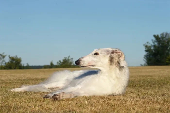 Framed Print : BARZOI. Borzoi dog outdoors lying down Framed Print : BARZOI. Borzoi dog outdoors lying down