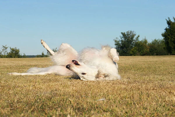 BARZOI. Borzoi dog outdoors rolling on its back