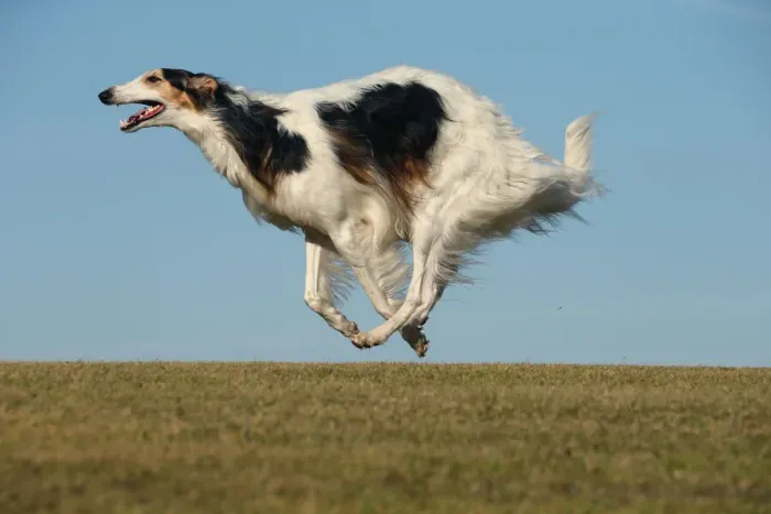 Framed Print : BARZOI. Borzoi dog running outdoors Framed Print : BARZOI. Borzoi dog running outdoors