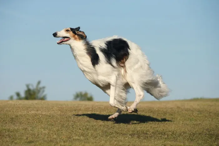 Framed Print : BARZOI. Borzoi dog running outdoors Framed Print : BARZOI. Borzoi dog running outdoors
