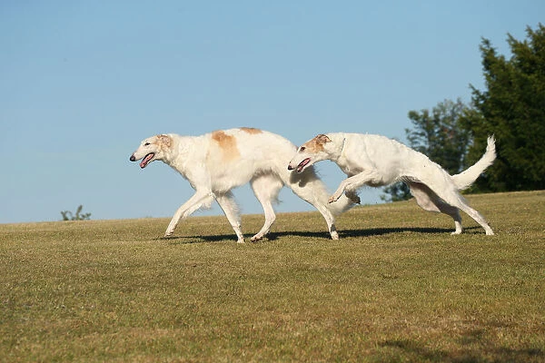 BARZOI. Two Borzoi dogs running outdoors