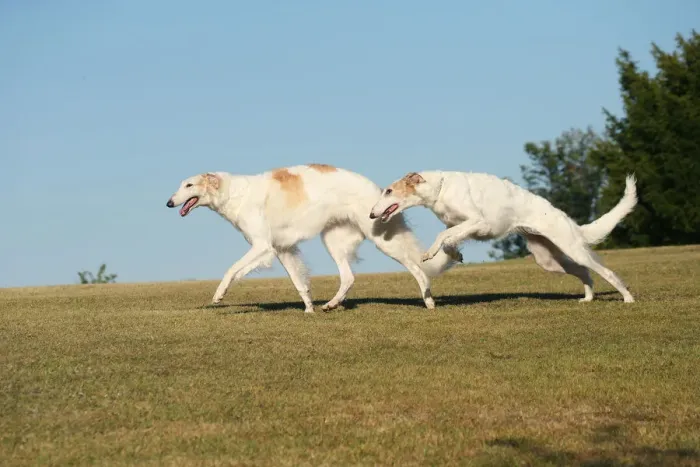 Framed Print : BARZOI. Two Borzoi dogs running outdoors Framed Print : BARZOI. Two Borzoi dogs running outdoors