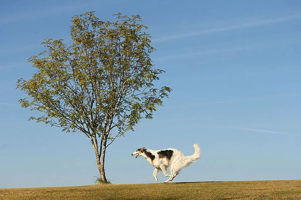 BARZOI. Borzoi dog running outdoors