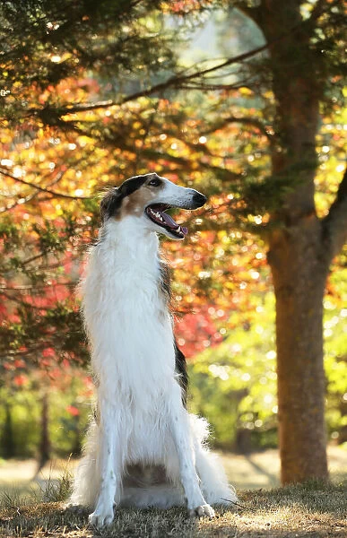 BARZOI. Borzoi dog outdoors in the woods