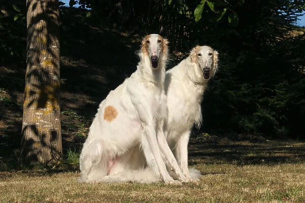 BARZOI. Two Borzoi dogs outdoors