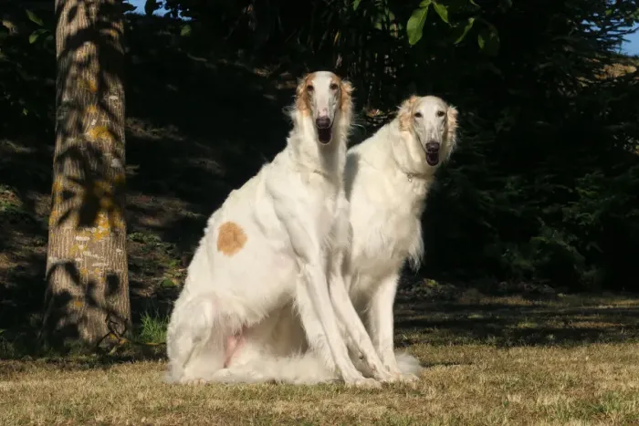Framed Print : BARZOI. Two Borzoi dogs outdoors Framed Print : BARZOI. Two Borzoi dogs outdoors