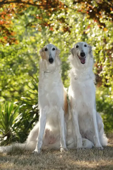 Framed Print : BARZOI. Two Borzoi dogs outdoors in the woods Framed Print : BARZOI. Two Borzoi dogs outdoors in the woods