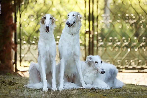 BARZOI. Three Borzoi dogs outdoors beside a pair of gates