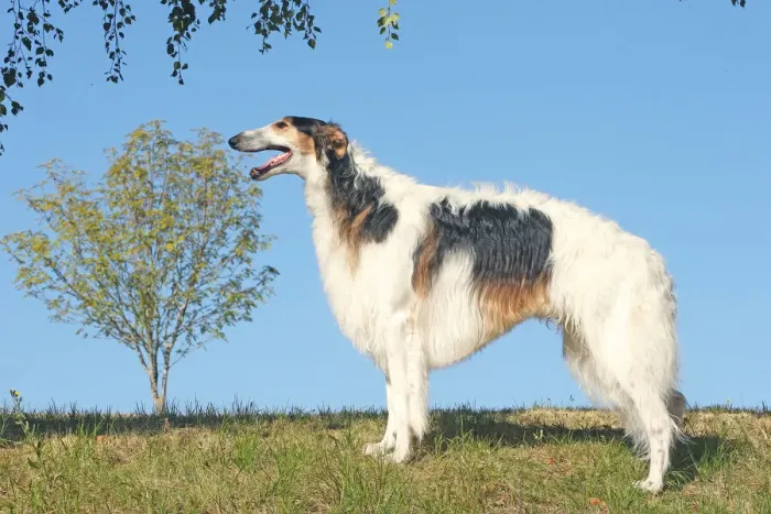 Framed Print : BARZOI. Borzoi dog outdoors Framed Print : BARZOI. Borzoi dog outdoors