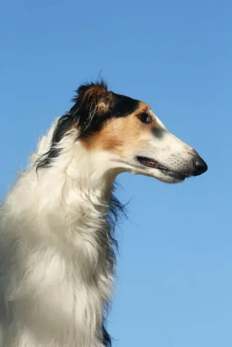 Framed Print : BARZOI. Portrait of a Borzoi dog against blue sky Framed Print : BARZOI. Portrait of a Borzoi dog against blue sky