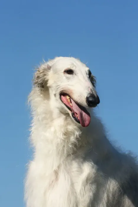 Framed Print : BARZOI. Portrait of a Borzoi dog against blue sky Framed Print : BARZOI. Portrait of a Borzoi dog against blue sky
