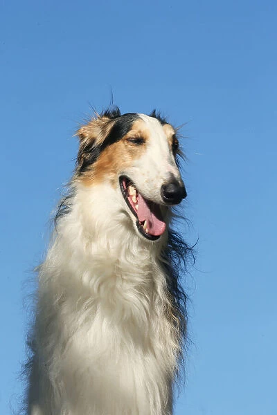 BARZOI. Portrait of a Borzoi dog against blue sky