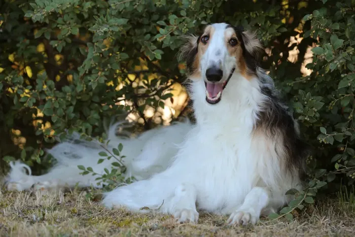 Framed Print : BARZOI. Borzoi dog outdoors Framed Print : BARZOI. Borzoi dog outdoors