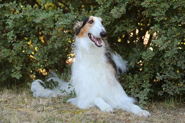 BARZOI. Borzoi dog outdoors