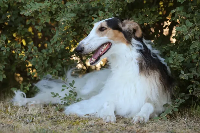 Framed Print : BARZOI. Borzoi dog outdoors Framed Print : BARZOI. Borzoi dog outdoors