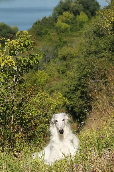 BARZOI. Borzoi dog outdoors