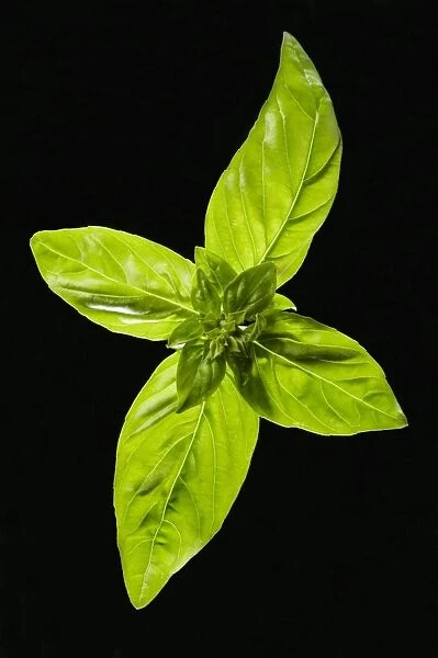 Basil - leaves