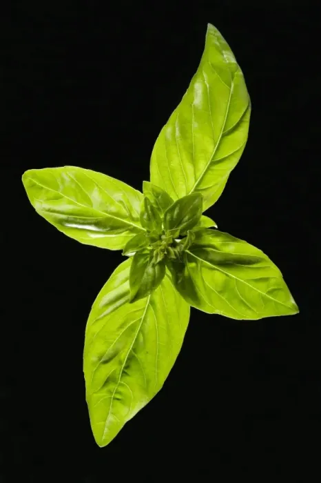 Framed Print : Basil - leaves Framed Print : Basil - leaves