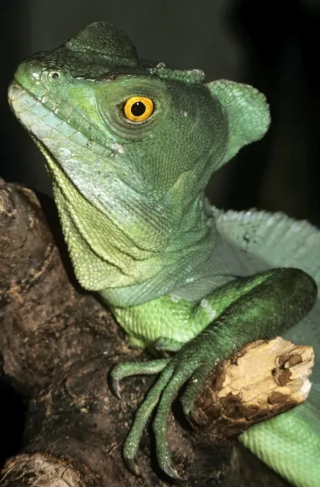 Framed Print : Basilisk. PM-5703. BASILISK. Basiliscus plumifrons. Pat Morris. Framed Print : Basilisk. PM-5703. BASILISK. Basiliscus plumifrons. Pat Morris.