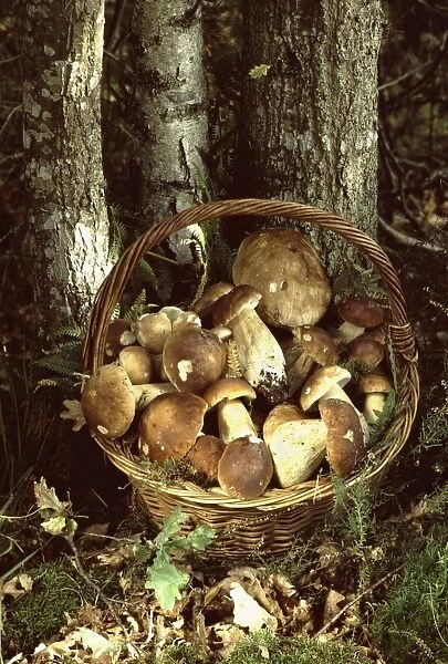 Basket of Bolete Fungi France