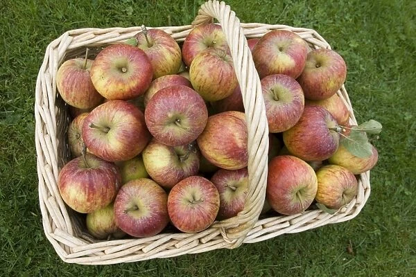 Basket of freshly picked English eating apples - Wicker basket full of freshly picked ripe organic English eating apples Cotswolds UK
